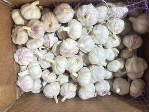 Exportador de ajo fresco / Vegetales de ajo fresco / Ajo / Ajo fresco al por mayor / Ajo fresco pelado en China - Product Image 2