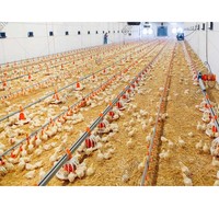 Conception de poulailler à faible coût, hangars à volailles et poulaillers commerciaux