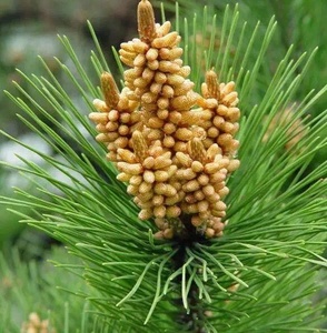 Poudre de <span class=keywords><strong>pollen</strong></span> de pin à paroi cellulaire brisée naturelle, <span class=keywords><strong>pollen</strong></span> pur de Pinus Massoniana pour complément alimentaire, poudre superalimentaire en vrac - Product Image 5