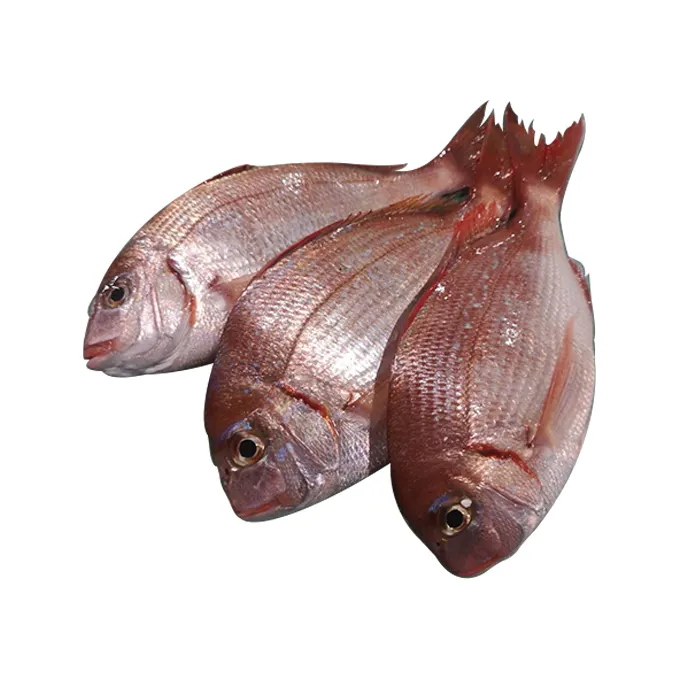 Hot sale seafood delicious export frozen fresh fish from Japan