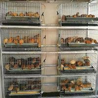 Ensemble complet YYC pour l'élevage avicole, cage automatique pour l'élevage des poussins et des cailles pour la production d'œufs avec mangeoire et abreuvoir