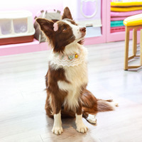 Serviette anti-bave pour animaux de compagnie, collier pour chien et chat, nœud papillon, bavoir en dentelle, accessoire décoratif pour animaux de compagnie de petite, moyenne et grande taille