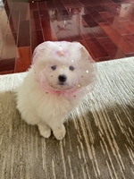 En gros, Cache-tête en maille anti-mastication et anti-linge pour petits chiens et chats, avec revêtement anti-morsure, type foulard pour animaux de compagnie