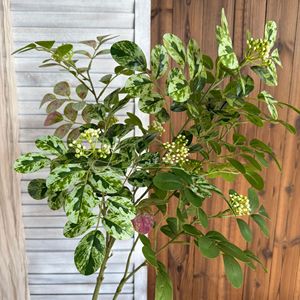 Plantas Artificiales Jinxi, Hojas de Locustillo Verde Rosado, Decoración Floral para el Hogar y Accesorios de Fotografía - Product Image 3