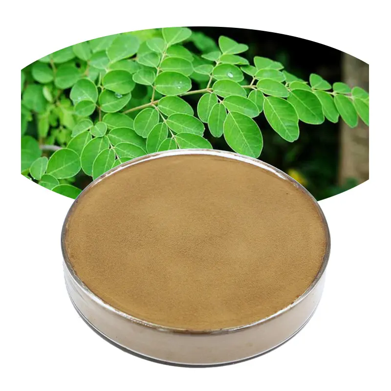 Giá bán buôn số lượng lớn Moringa oleifera bột hạt chiết xuất thảo dược