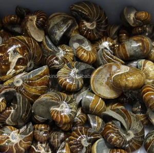 Ammonite fossile naturelle en coquille de conque, cristal poli pour la décoration, tendance de la mode, Thanksgiving et remise de diplômes - Product Image 4