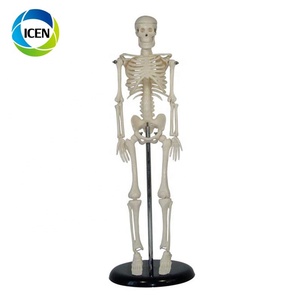EN 101 <span class=keywords><strong>Corps</strong></span> <span class=keywords><strong>Corps</strong></span> <span class=keywords><strong>Humain</strong></span> Modèle Squelette Modèle Médecine Anatomie Fournitures D'enseignement D'enseignement Médical - Product Image 6