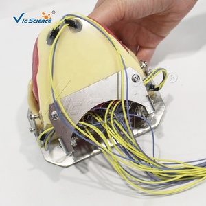 Modelo <span class=keywords><strong>de</strong></span> Entrenamiento para Extracción Dental con Anestesia, Maniquí Anatómico Dental con Buzzer para Escuelas <span class=keywords><strong>de</strong></span> Ciencias Médicas y Hospitales, Material PVC - Product Image 6