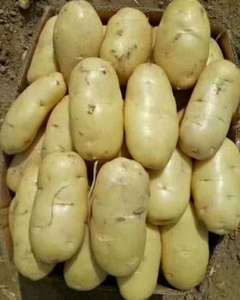 Mùa giải mới khoai tây giá rẻ giá tươi Khoai Tây Rau xuất khẩu trên toàn thế giới Chất lượng cao bán buôn - Product Image 1