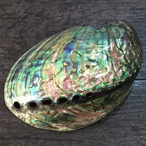 Bulk Wholesale Price Highly Polished 11 to 13cm New Zealand Rainbow Flash Abalone Shell For Burning Sage