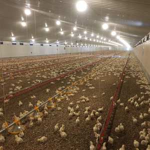 Fermes avicoles préfabriquées Hangar pour poulets Canard Cochon Vache Volaille Hangar pour porcs personnalisé Conception de bâtiment de ferme Semie Cheval Ferme Maison Écurie - Product Image 1