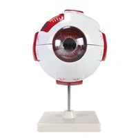 Modèle d'anatomie oculaire en plastique XR, jouet décoratif en forme d'œil, organisateur, aide pédagogique anatomique à grande échelle, globes oculaires détachables