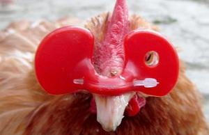 <span class=keywords><strong>Gafas</strong></span> cegadoras para aves de corral, antipecas, para pollos, Pheasan - Product Image 4