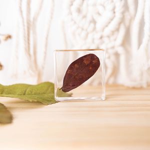 الحفاظ على الزهور الحقيقية واضحة الكريستال الحرفية الهدايا القطيفة الفرنسية ثقالة الورق للديكور - Product Image 3