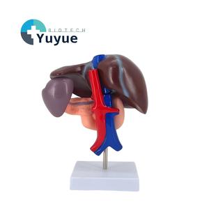 Modelo Anatómico de Hígado, Páncreas y Duodeno Humano Desmontable en 3 Partes con Estructura Vascular para Enseñanza Médica - Product Image 2