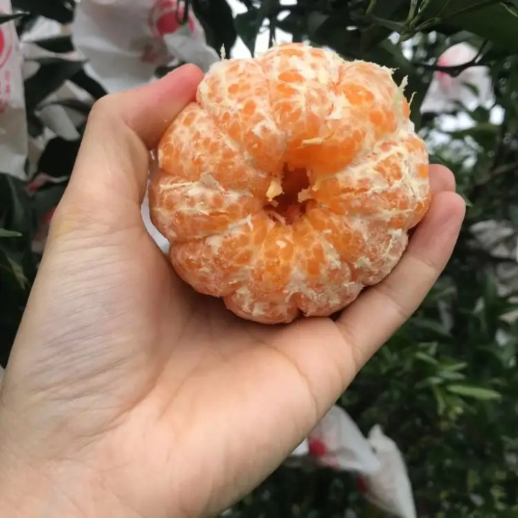 Taze mandalina mandalina toptan tatlı narenciye meyve sulu taze turuncu Mandarin OEM özel etiket