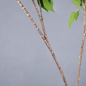 Meng Jie Artificial Banyan Leaves Bouquet 30cm-100cm Plastic Greenery <b>For</b> Indoor <b>Decorations</b> - Product Image 4