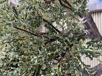 Arbre artificiel en fibre de verre de style bonsaï Olivier, pour intérieur/extérieur, en pot, grand arbre d'intérieur/extérieur, Arbre Olivier