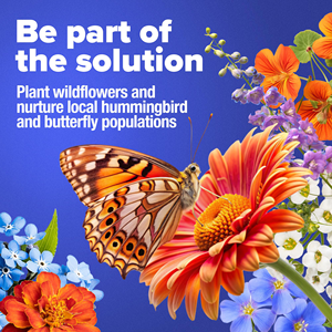 Flores Silvestres Perennes y Anuales de 3 Oz, 23 Variedades, para Plantar en Otoño, Sin Relleno, para Pájaros y Mariposas - Product Image 6