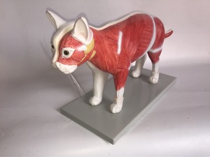 Modelo anatómico de gato 3D de tamaño real para Educación Veterinaria | Herramienta de entrenamiento de órganos desmontables, sistemas esqueléticos y musculares - Product Image 4