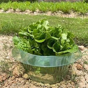 Plastique PET limace escargot barrière jardin cloches plante chapeau escargot limace colliers vert escargot pièges schnecken <span class=keywords><strong>schutz</strong></span> - Product Image 2