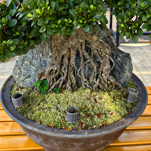 Autonomy Stainless Steel Fertilizer <b>Basket</b> For Bonsai Planting Tools - Product Image 2