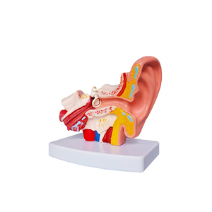 Modèle d'oreille anatomique YL, modèle d'enseignement de la structure de l'oreille avec grossissement, YL/303D, PVC, science médicale, certifié CE - Product Image 1