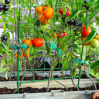 Cages réutilisables en vert clair de 0.5 pouces de large plantant du ruban adhésif acrylique PVC PE pour vignes de tomates et raisins