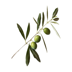 Hersteller liefern reines natürliches pflanzliches Oliven blatt pulver Hydroxy tyrosol Oliven blattex trakt - Product Image 4