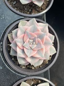 Succulentes Purple Delight Variegées de petite taille (9-10 cm) écologiques pour la décoration de la maison, des hôtels ou comme cadeau - Vente en gros - Product Image 5