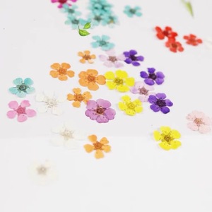 Vente d'usine 3D Real encapsulé Nail pressé fleurs <span class=keywords><strong>pour</strong></span> Nail Art <span class=keywords><strong>déco</strong></span> résine artisanat bricolage - Product Image 3