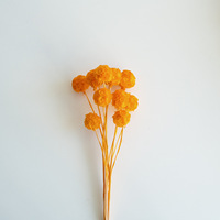 Fleur séchée préservée en forme de boule, Scabiosa Atropurpurea Pristimera, Zante, vente en gros, pour la Fête des Mères et Pâques