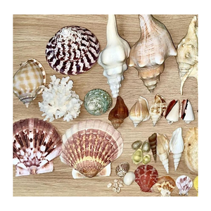 เปลือกหอยธรรมชาติขนาดใหญ่ยกระดับกิจกรรมของคุณตกแต่งชายหาดและทิวทัศน์ทางน้ำขายส่ง - Product Image 1