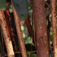 Cannelle de Ceylan C5 de haute qualité en gros – Bâtonnets de cannelle Cassia