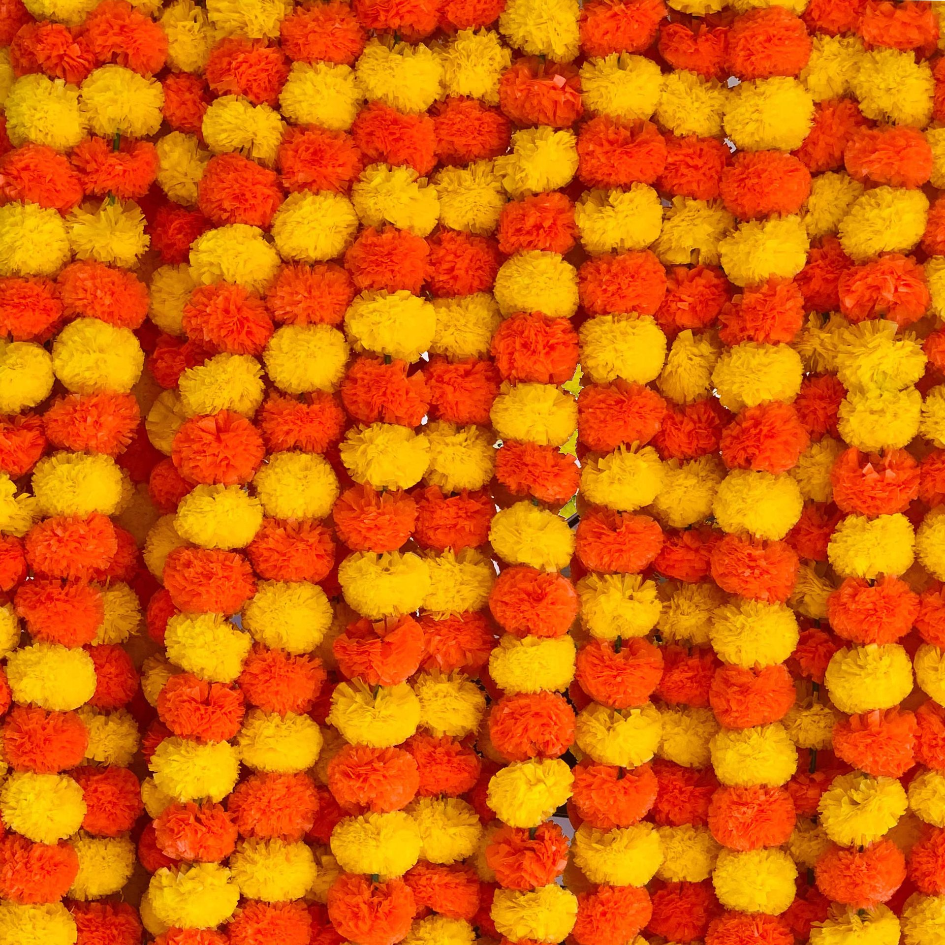Yellow Orange