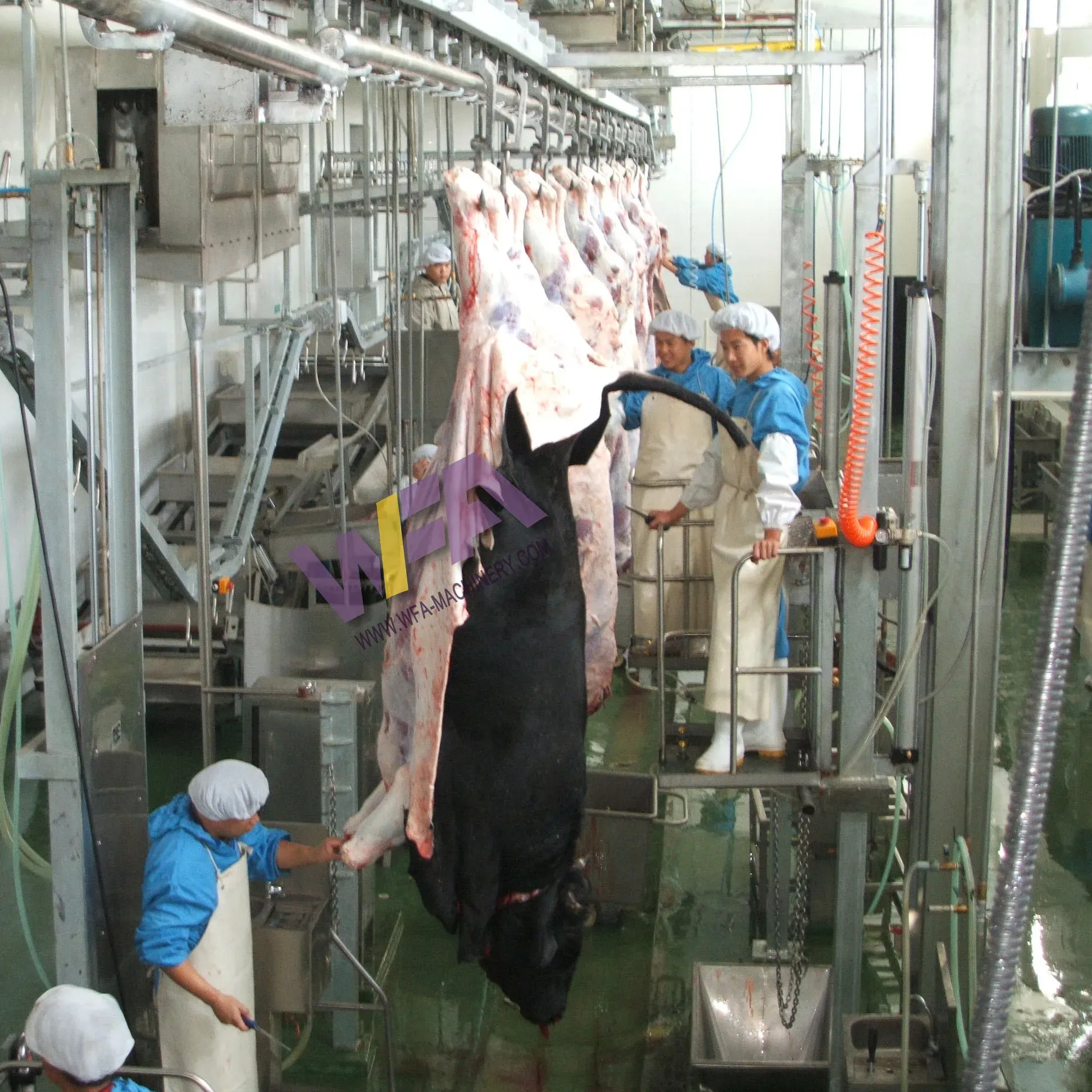 Projet clé en main 100 bovins par jour abattoir boeuf Abattoir machine de traitement pour l'équipement d'abattage bovin