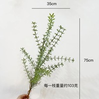 Tanaman Bergaya Hutan Buatan, Rumput Pinus, Daun Pakis, Pakis dalam Pot, Tanaman Hias untuk Balkon Halaman, Pot Bunga