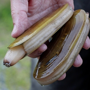 มีดโกนหอยทะเลสดเนื้อหอยทะเลกัดอาหารทะเลธรรมชาติตัวเลือกสำหรับบ้านครัวย่างอบไอน้ำผัดทอดสูตร - Product Image 4