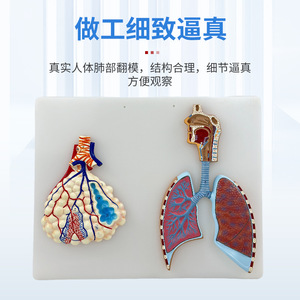 Modèle médical en relief agrandi de l'anatomie du système respiratoire humain, du tissu alvéolaire, des cavités nasale et orale. - Product Image 3