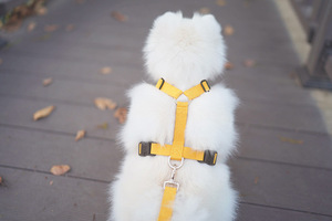 Suministros para mascotas Cinturón de tracción para perros pequeños Conjunto de Correa y collar con cuerda Arnés para caminar al aire libre para mascotas Chaleco para cachorros - Product Image 6