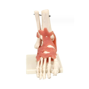 Modelo de movilidad de la articulación del codo 33220, instrumento de demostración de biología para escuelas secundarias y preparatorias, instrumento de educación científica para profesores - Product Image 2