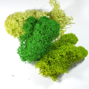 Prix bas, mousse de renne, mousse conservée, mousse stabilisée, panneau mural décoratif pour l'art mural, décoration intérieure - Product Image 3