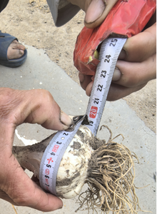 Engrais nutritif 2025 pour l'hydroponie, solution nutritive en sachet, poudre soluble dans l'eau, engrais organique NPK, 6% d'acide fulvique, <span class=keywords><strong>fer</strong></span> - Product Image 3