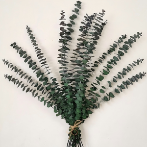 <span class=keywords><strong>Feuilles</strong></span> d'<span class=keywords><strong>eucalyptus</strong></span> préservées, fleurs séchées, bouquet d'<span class=keywords><strong>eucalyptus</strong></span> 'Copper Coin' préservé, <span class=keywords><strong>feuilles</strong></span> d'<span class=keywords><strong>eucalyptus</strong></span> séchées pour la décoration intérieure - Product Image 2