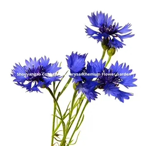 <span class=keywords><strong>Semi</strong></span> <span class=keywords><strong>di</strong></span> Aster Selvatici per Semina Primaverile, Fiori per Giardino e Paesaggistica, Orticoltura, Inverdimento, Fiori Freschi Resistenti al Freddo - Product Image 5
