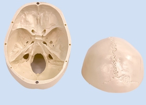 Modelo de Cráneo Humano con Anatomía Cerebral, Material de PVC, Suministro Educativo - Product Image 2