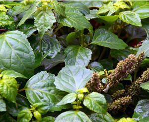 Aceite esencial de pachulí terroso sin alcohol para hacer jabón y mezclas de masaje Aceite de pachulí natural - Product Image 4