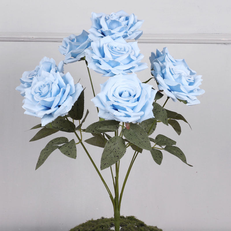 9 หัว, 47 ซม.