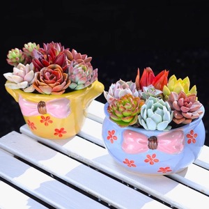 Maceta de Flores Suculentas Pintada a Mano Estilo Coreano MSH con Lazo Simple, Maceta para <span class=keywords><strong>Cactus</strong></span> - Product Image 1