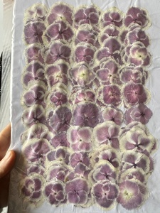<span class=keywords><strong>Hydrangea</strong></span> Mona Lisa Trắng cạnh ép hoa cho nhựa nghệ thuật thực vật khung nến làm DIY Craft - Product Image 2